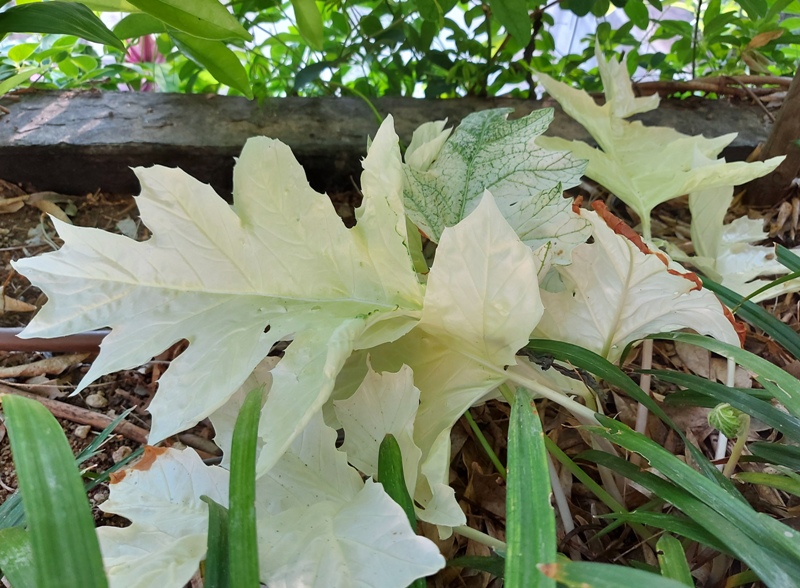 ACANTHUS MOLLIS WHITEWATER