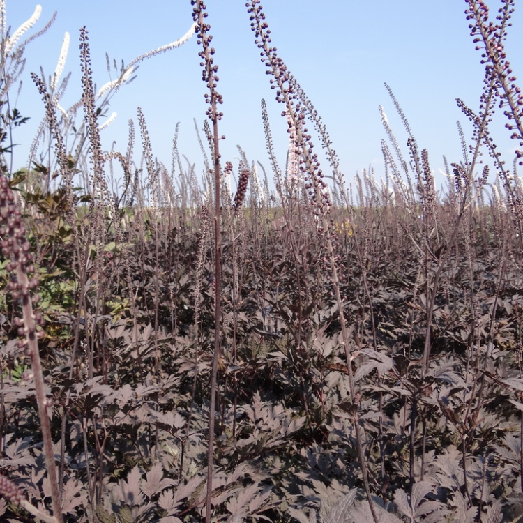 ACTAEA BLACK NEGLIEGEE