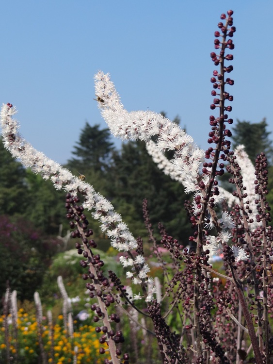 ACTAEA BLACK NEGLIEGEE