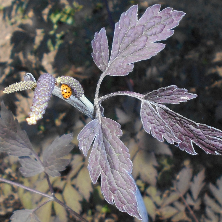 ACTAEA BLACK NEGLIEGEE