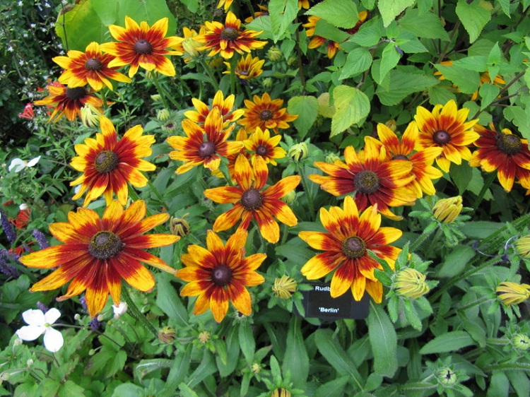RUDBECKIA X BERLIN