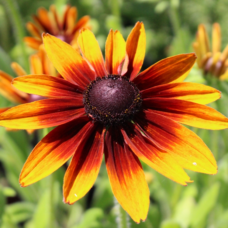 RUDBECKIA X BERLIN