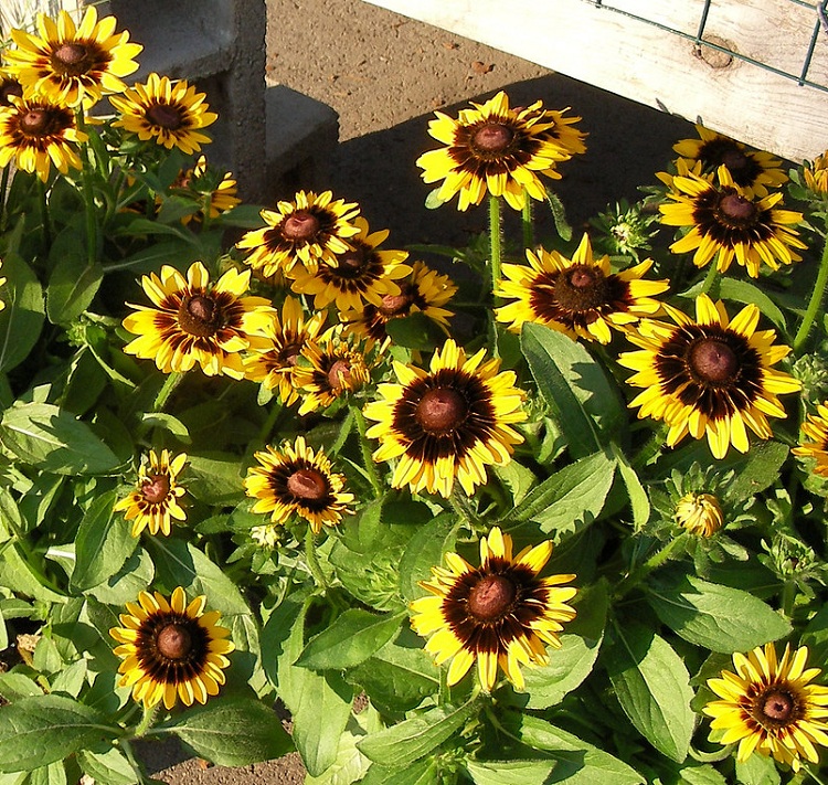 RUDBECKIA X PEKING