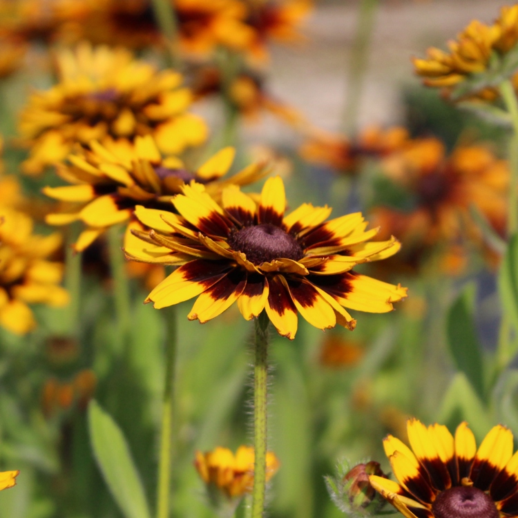 RUDBECKIA X PEKING