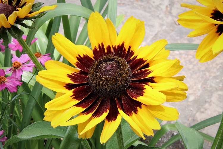 RUDBECKIA X PEKING