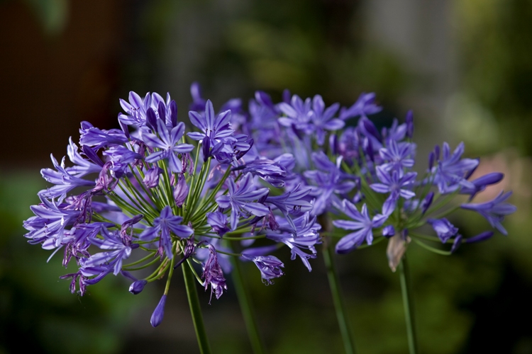 AGAPANTHUS LAPIS LAZULI