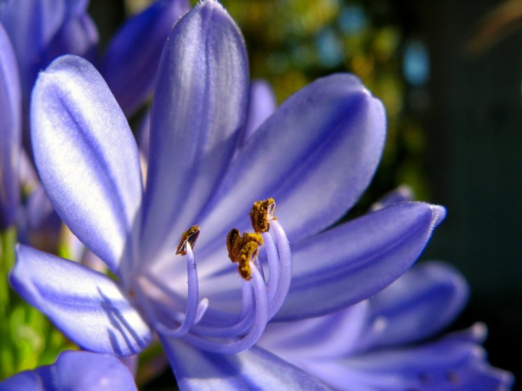AGAPANTHUS LAPIS LAZULI
