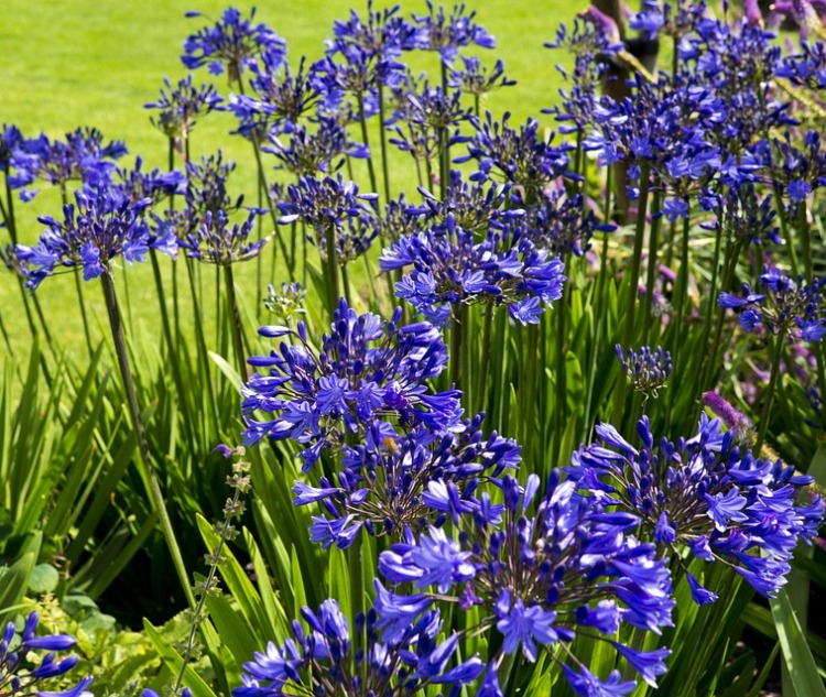 AGAPANTHUS BRILLIANT BLUE