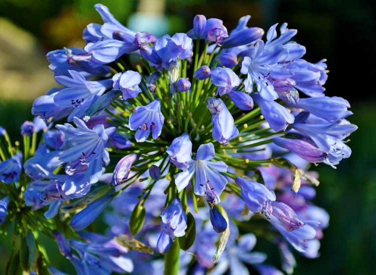 AGAPANTHUS BRILLIANT BLUE