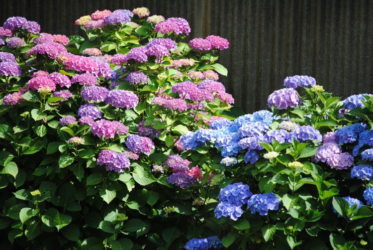 HYDRANGEA MACROPHYLLA IN VARIETA'