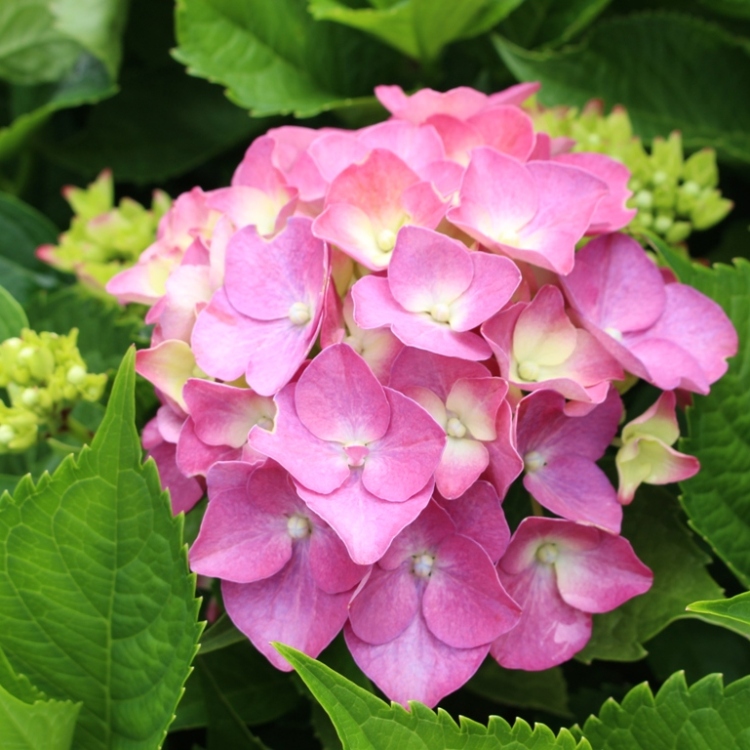 HYDRANGEA MACROPHYLLA IN VARIETA'