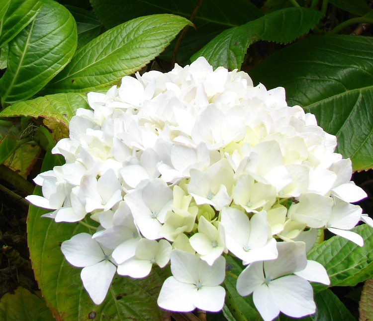 HYDRANGEA MACROPHYLLA IN VARIETA'