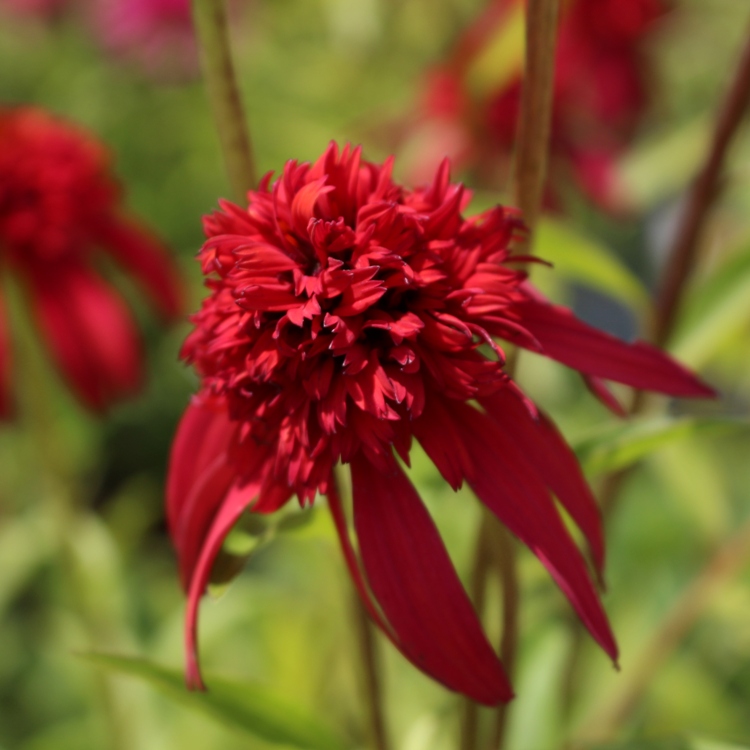 ECHINACEA PURPUREA HOT PAPAYA