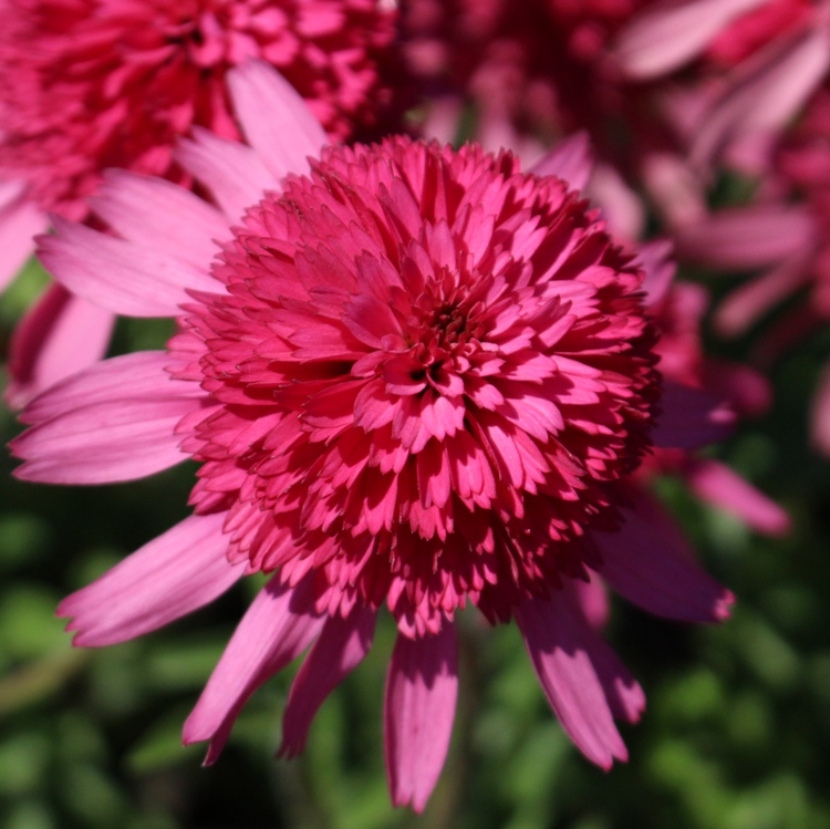 ECHINACEA PURPUREA SOUTHERN BELLE