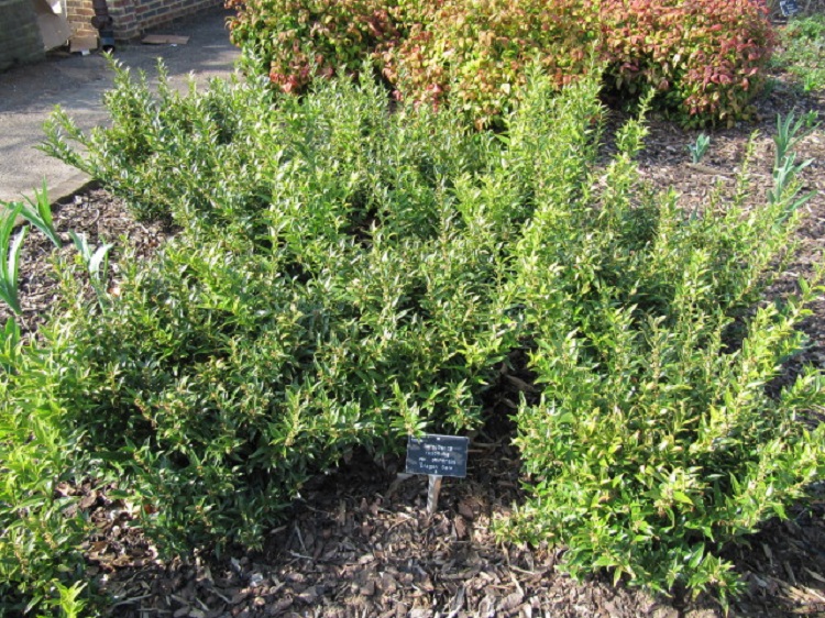 SARCOCOCCA RUSCIFOLIA V.C. DRAGON GATE