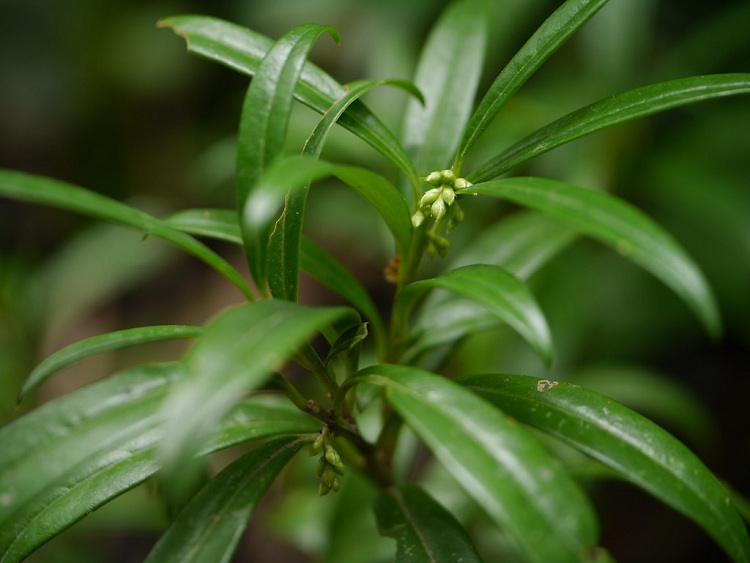 SARCOCOCCA RUSCIFOLIA V.C. DRAGON GATE
