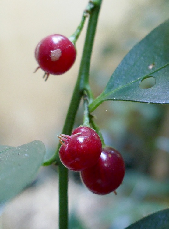 SARCOCOCCA RUSCIFOLIA V.C. DRAGON GATE