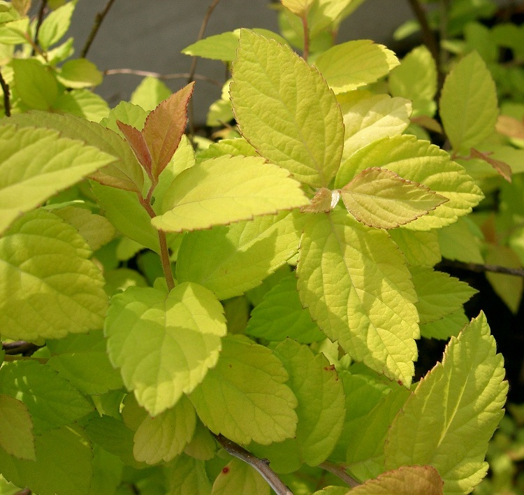 SPIRAEA BUMALDA GOLD MOUND