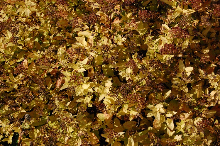 SPIRAEA BUMALDA GOLD MOUND