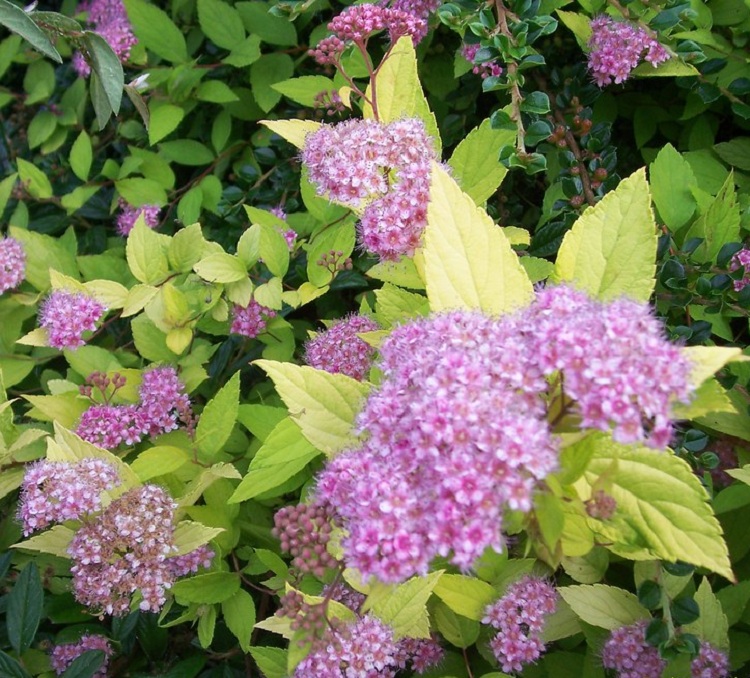 SPIRAEA BUMALDA GOLD MOUND