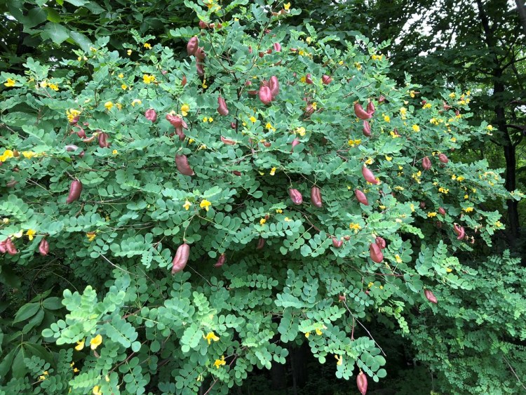 COLUTEA ARBORESCENS