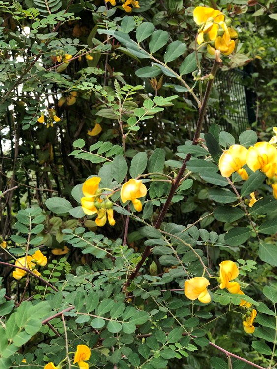 COLUTEA ARBORESCENS