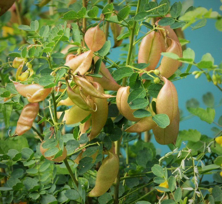 COLUTEA ARBORESCENS