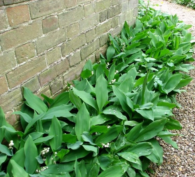 CONVALLARIA MAJALIS - MUGHETTO