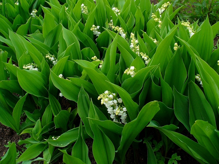 CONVALLARIA MAJALIS - MUGHETTO