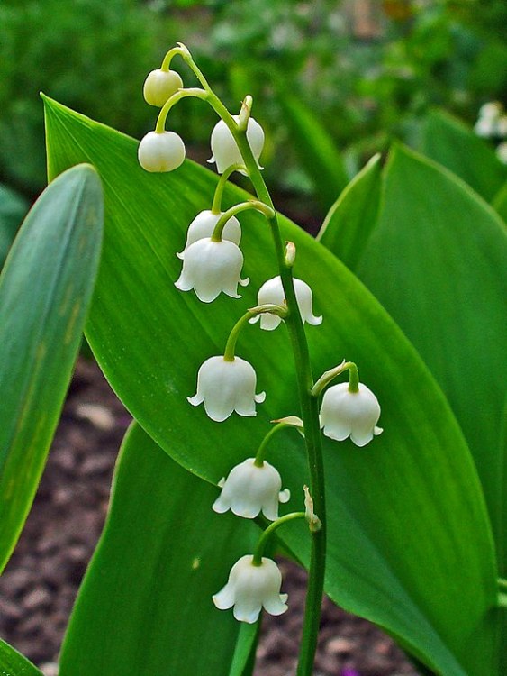 CONVALLARIA MAJALIS - MUGHETTO