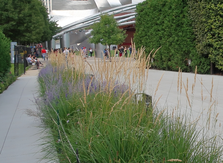MOLINIA CAERULEA MOORHEXE