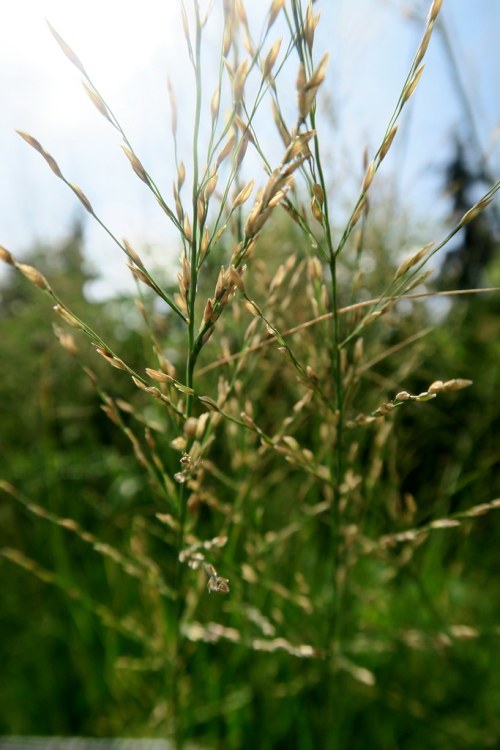 MOLINIA CAERULEA MOORHEXE