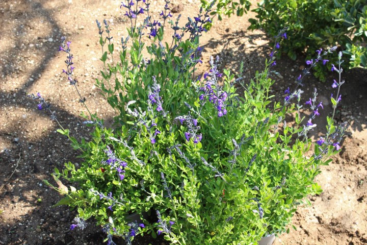 SALVIA GREGGII BLUE NOTE