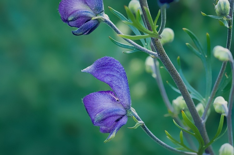 SALVIA GREGGII BLUE NOTE