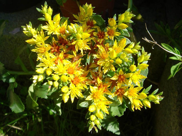 SEDUM AIZOON AURANTIACUM