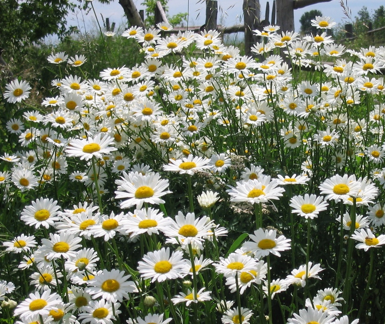 LEUCANTHEMUM MAXIMUM