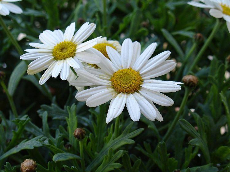 LEUCANTHEMUM MAXIMUM