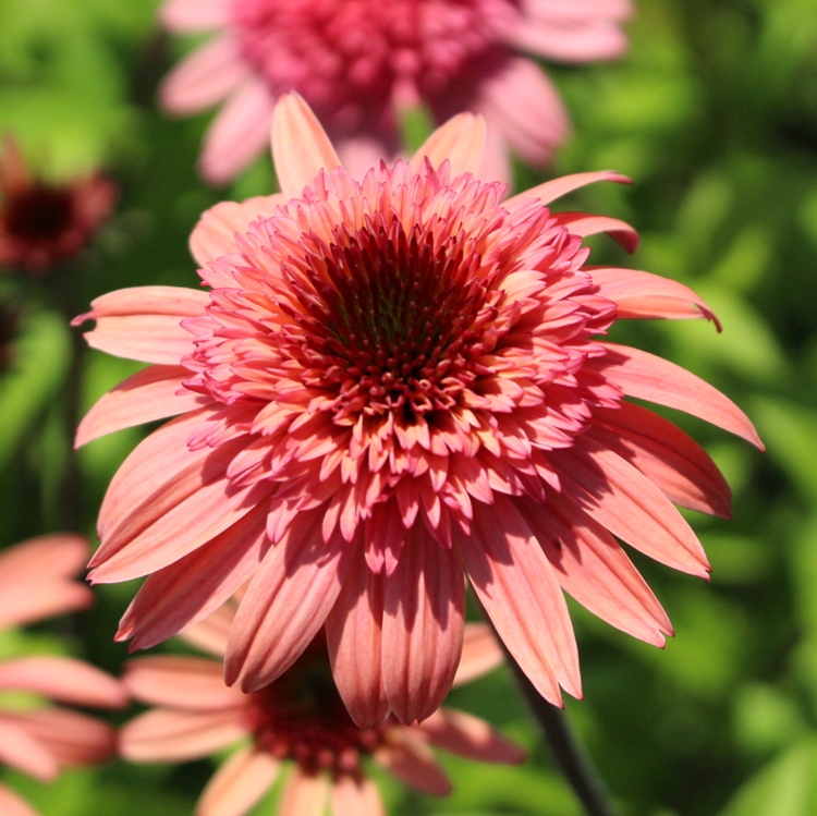 ECHINACEA PURPUREA RASPBERRY TRUFFLE