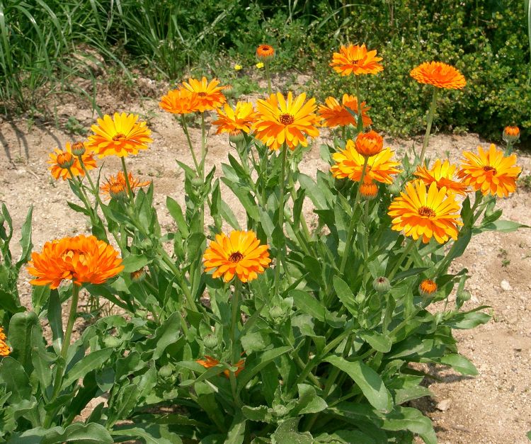 CALENDULA OFFICINALIS