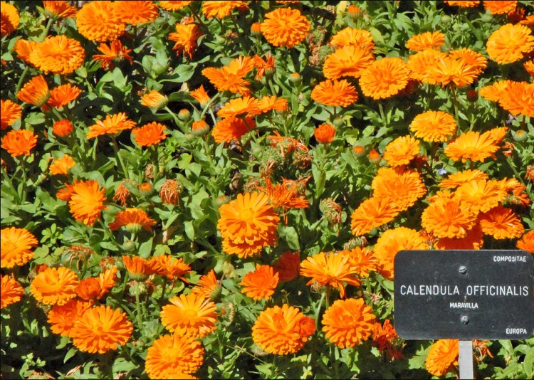 CALENDULA OFFICINALIS