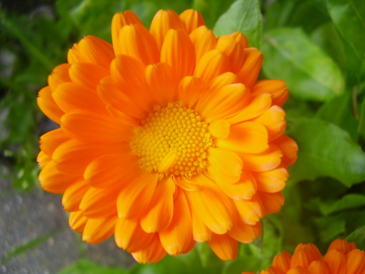 CALENDULA OFFICINALIS
