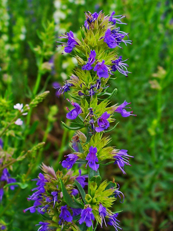 ISSOPO (HYSSOPUS OFFICINALIS)