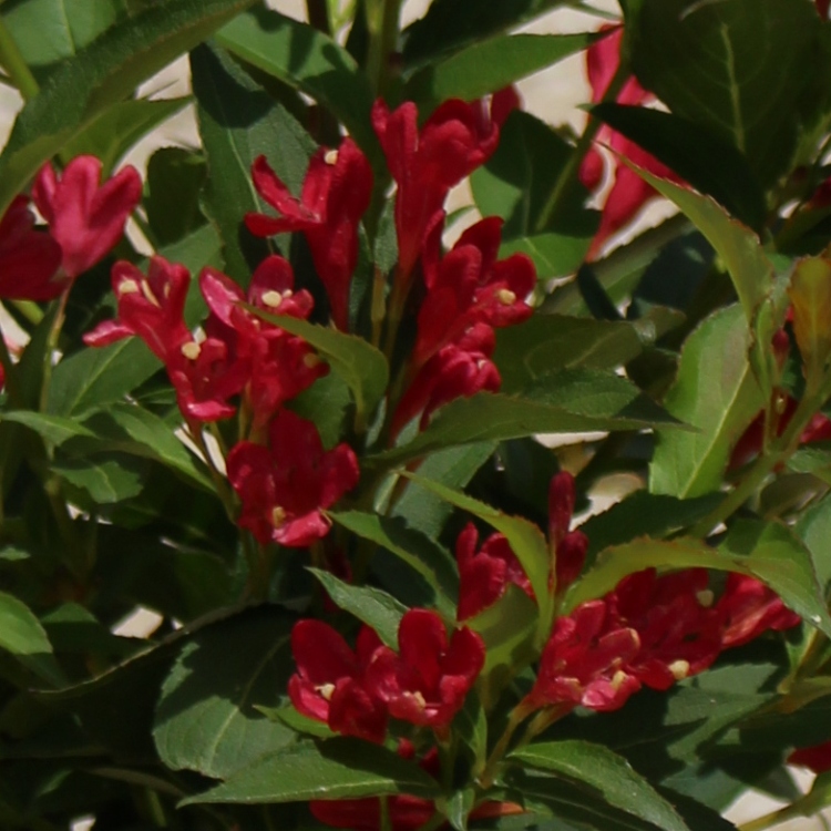 WEIGELA FLORIDA ALL SUMMER RED