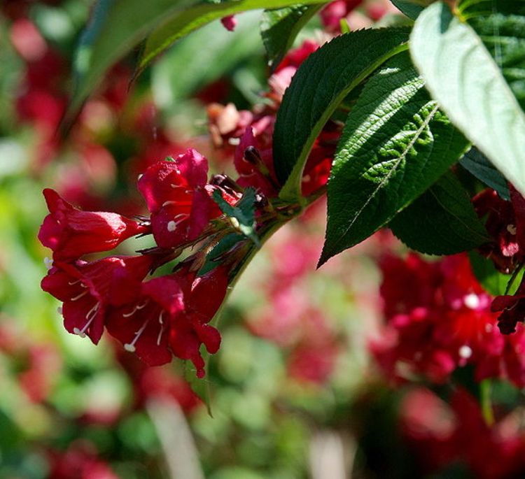 WEIGELA FLORIDA ALL SUMMER RED