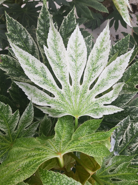 ARALIA SEIBOLDII VARIEGATA(FATSIA J.VAR)