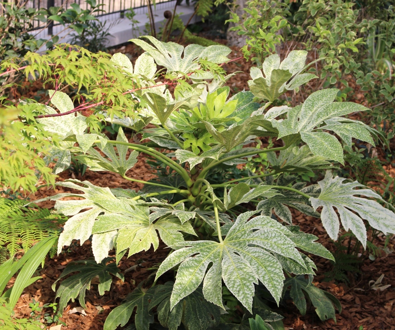 ARALIA SEIBOLDII VARIEGATA(FATSIA J.VAR)