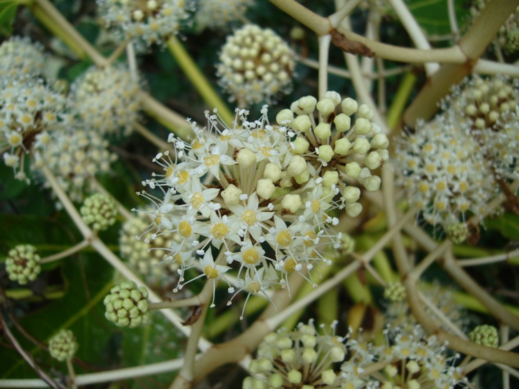 ARALIA SEIBOLDII VARIEGATA(FATSIA J.VAR)