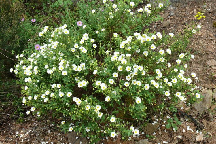 CISTUS SALVIFOLIUS