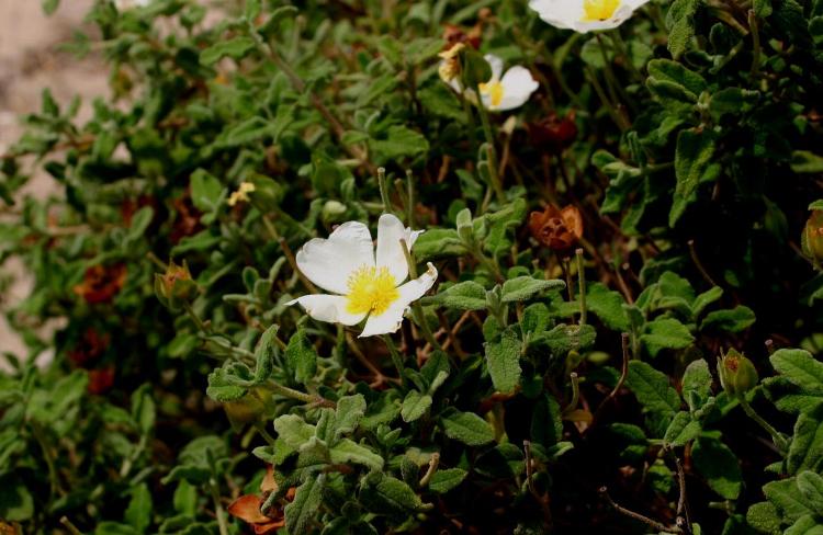 CISTUS SALVIFOLIUS
