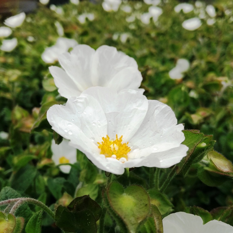 CISTUS SALVIFOLIUS